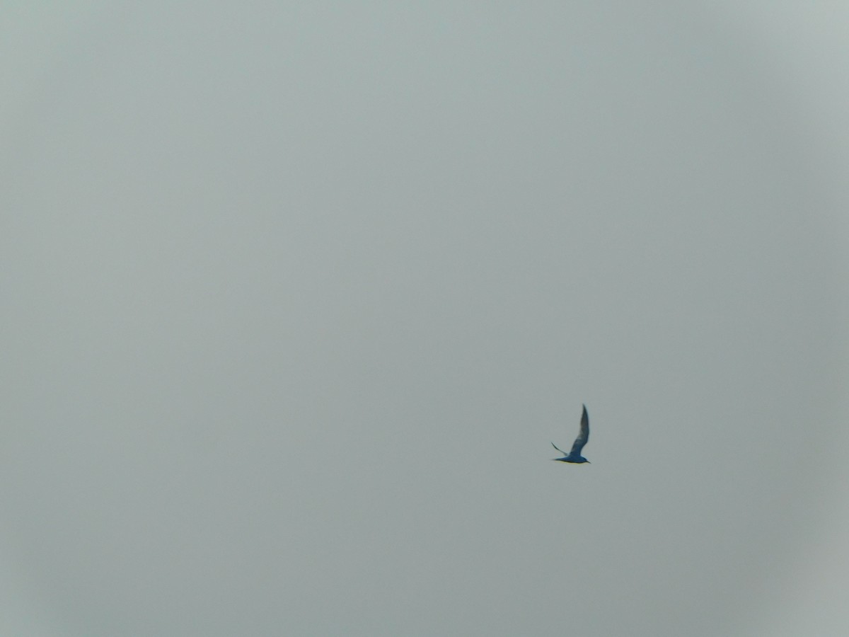 Речная крачка - ML623632558