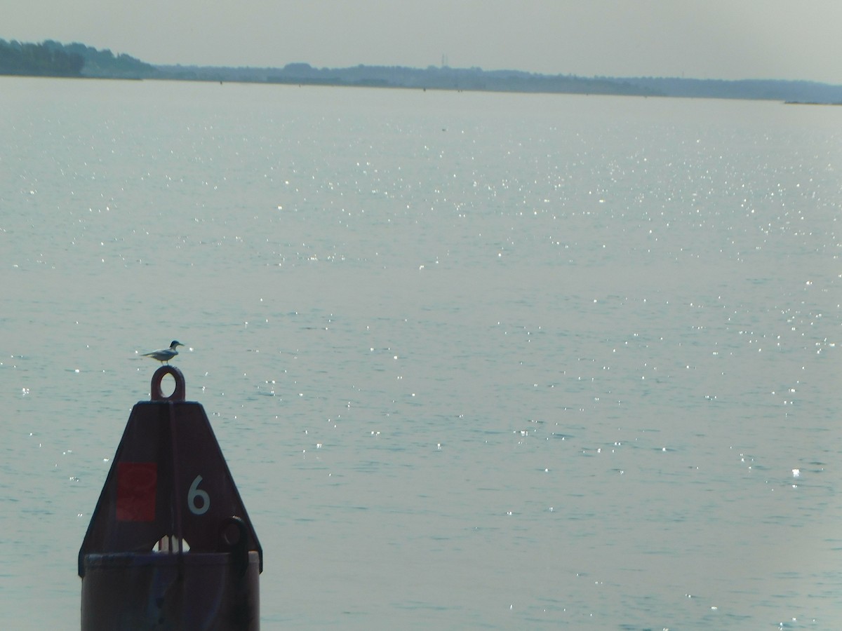 Речная крачка - ML623632559