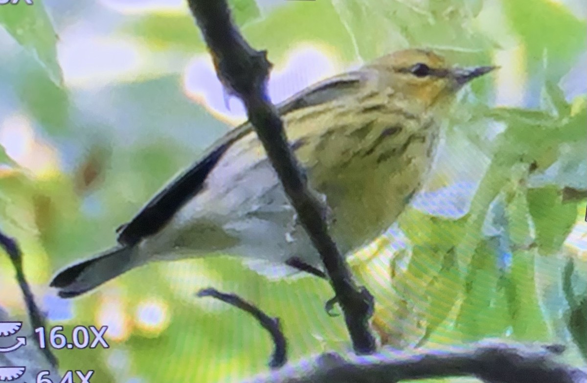 Cape May Warbler - ML623632562