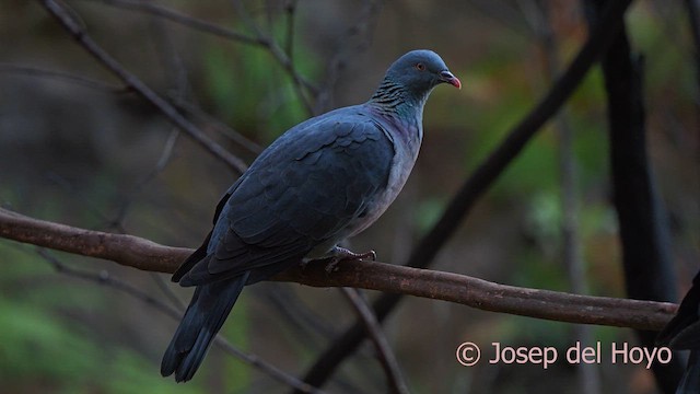 カナリーバト - ML623632564