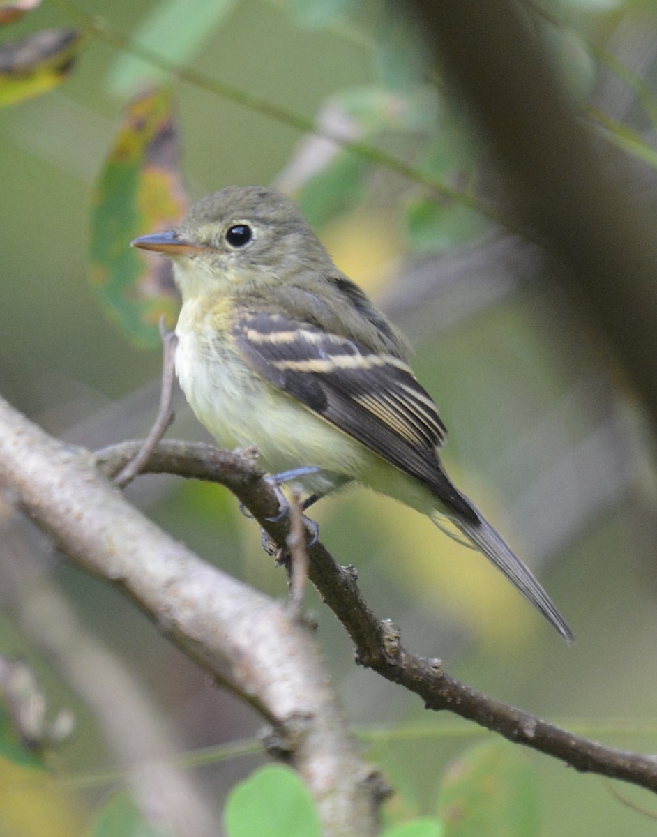 Acadian Flycatcher - ML623632596