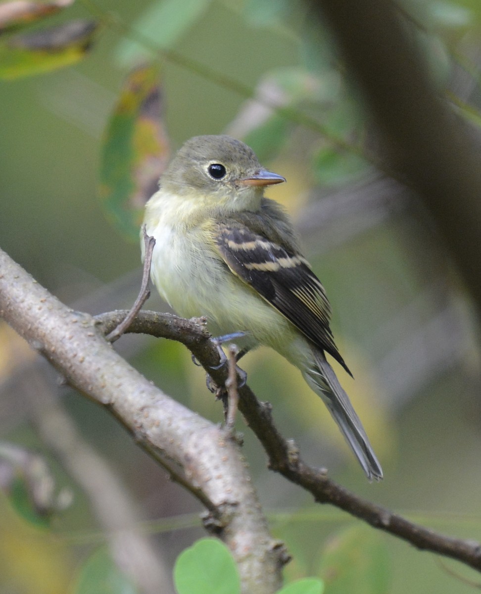 Acadian Flycatcher - ML623632597