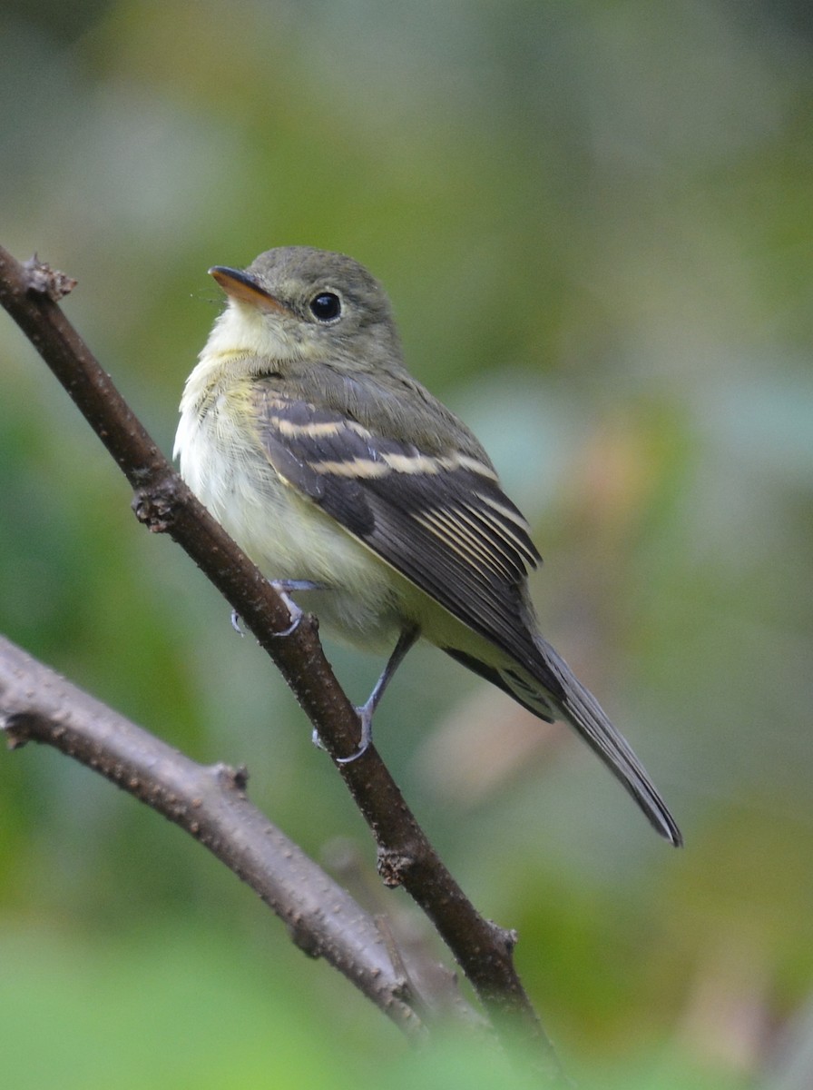 Acadian Flycatcher - ML623632598