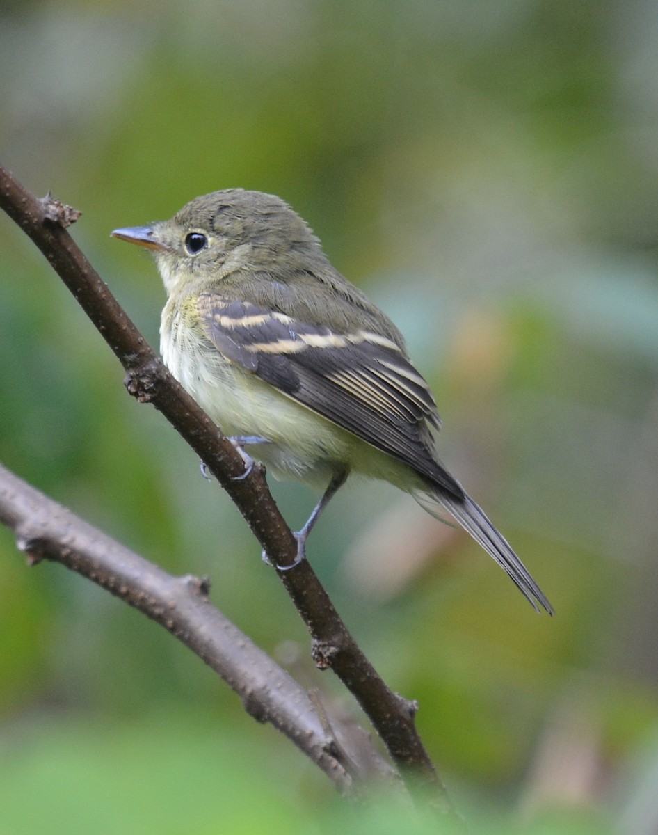 Acadian Flycatcher - ML623632599