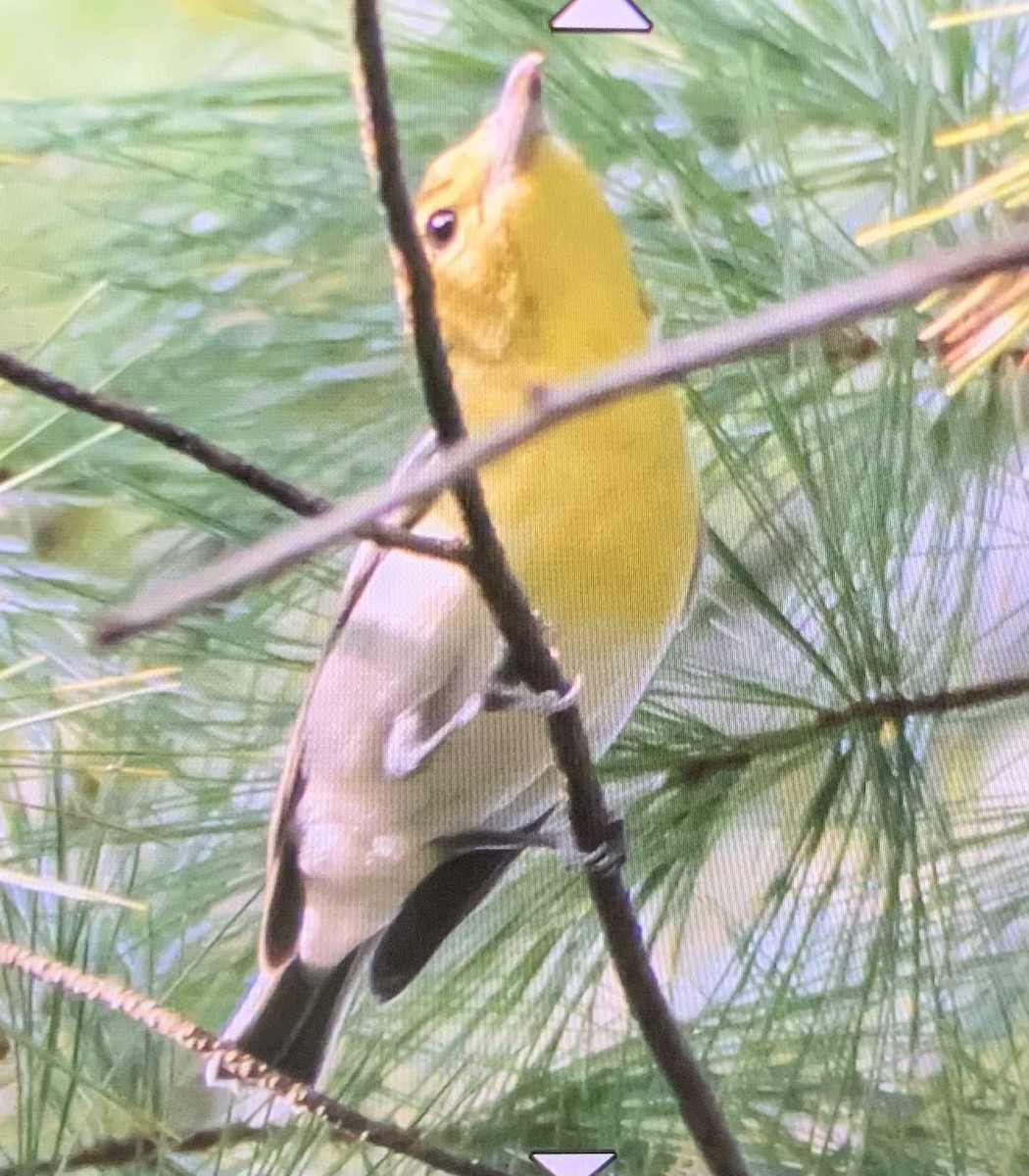 Yellow-throated Vireo - ML623632609