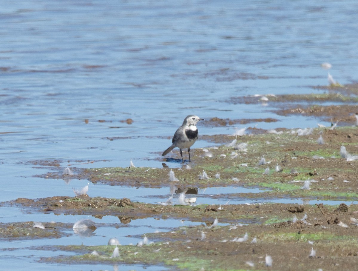 White Wagtail - ML623632624