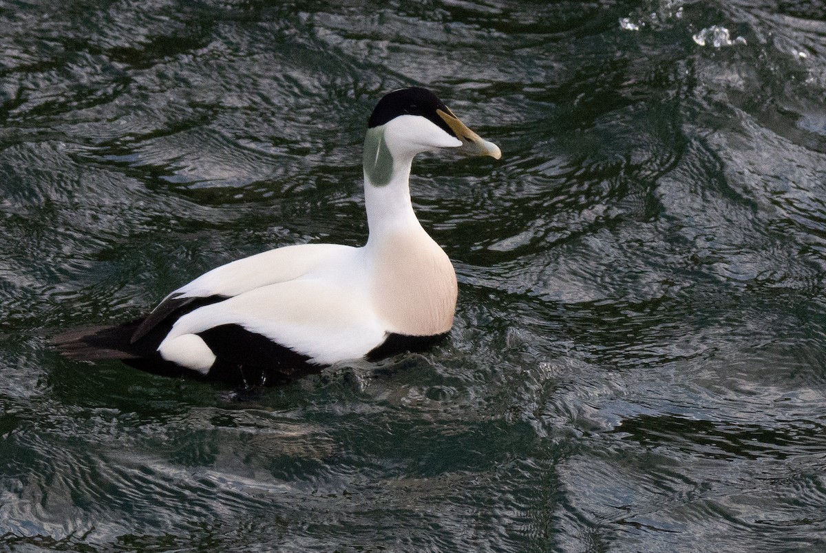 Common Eider - ML623632627