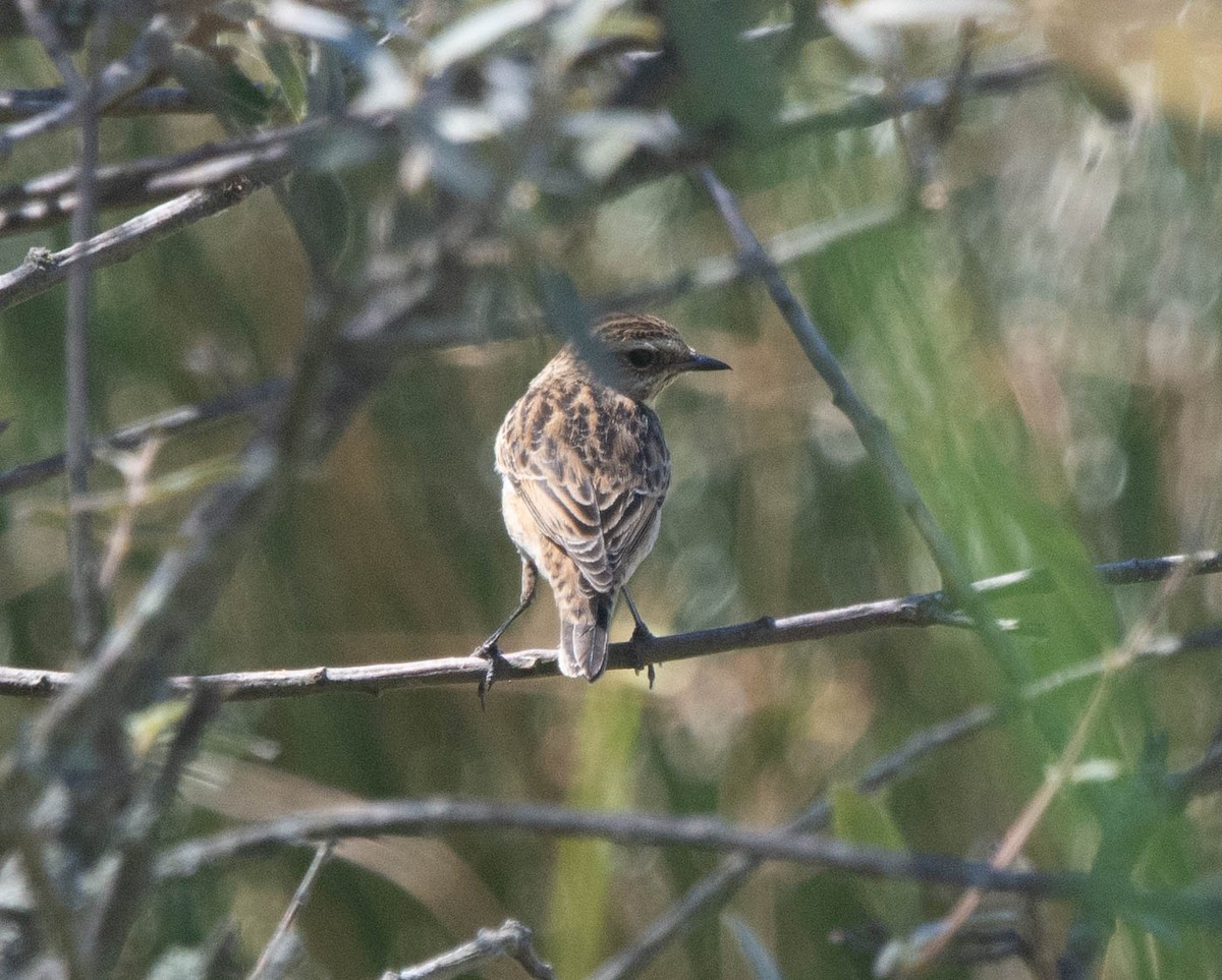 Whinchat - ML623632628