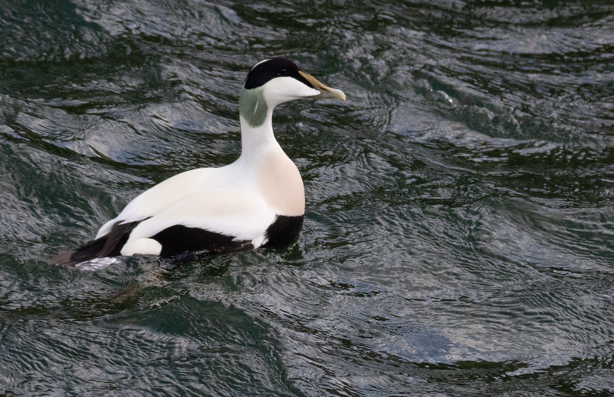 Common Eider - George Dunbar