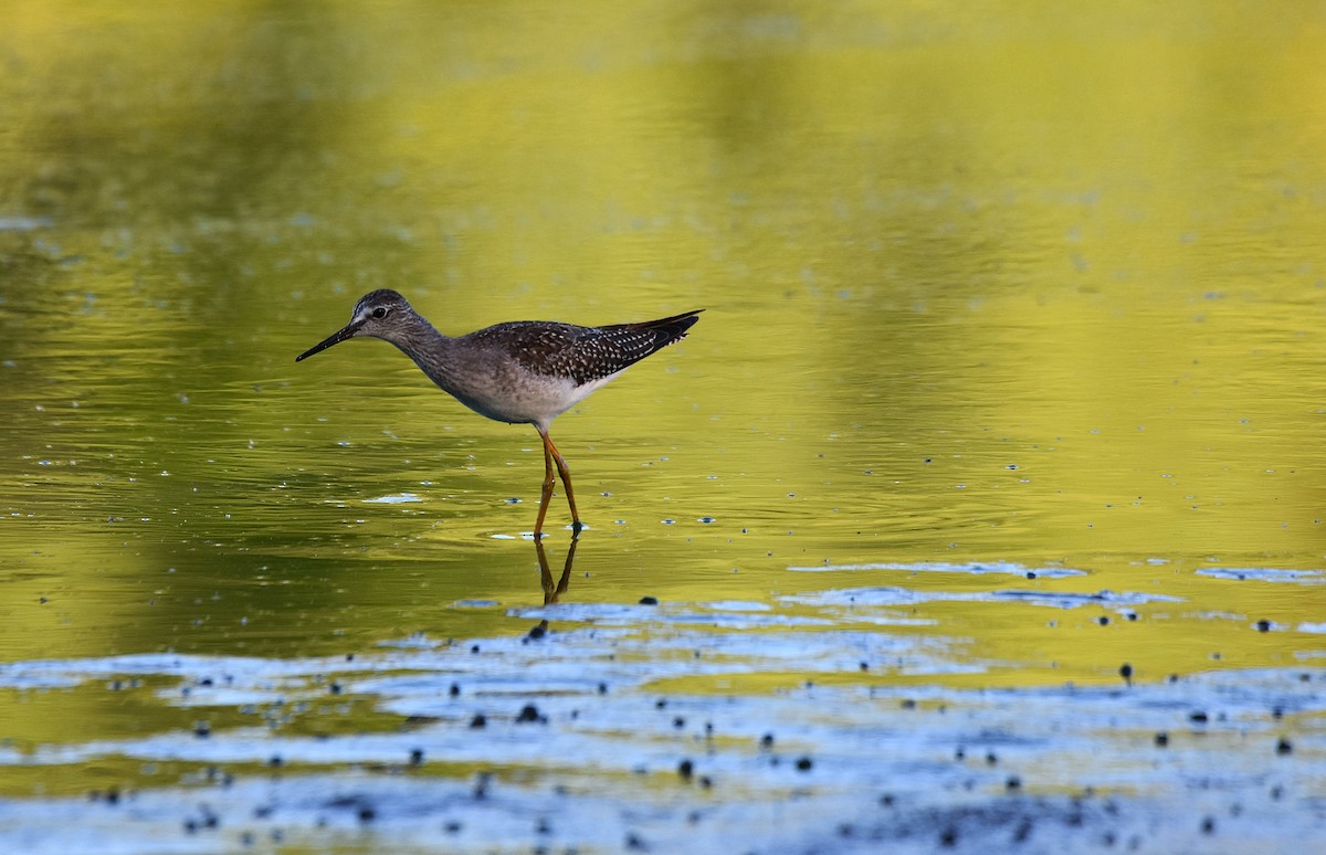 Lesser Yellowlegs - ML623632632