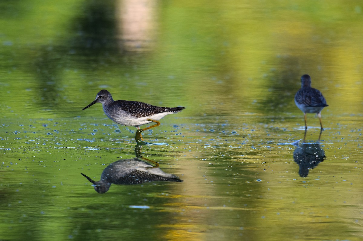 Lesser Yellowlegs - ML623632633