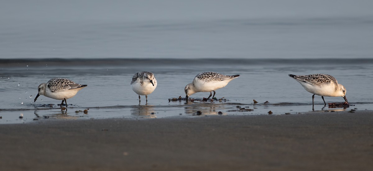 Sanderling - ML623632634