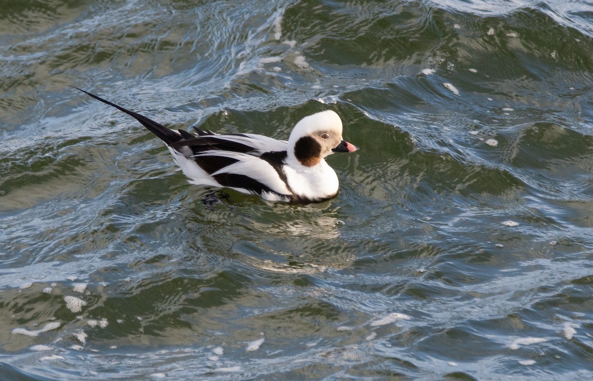 Long-tailed Duck - ML623632636