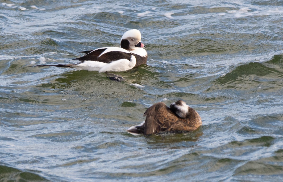 Long-tailed Duck - ML623632637