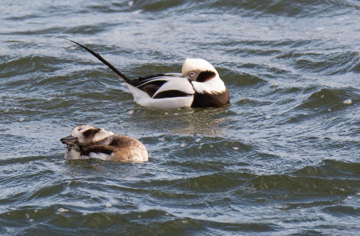 Long-tailed Duck - ML623632638