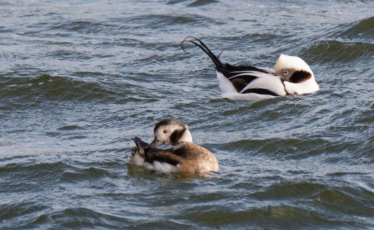 Long-tailed Duck - ML623632639