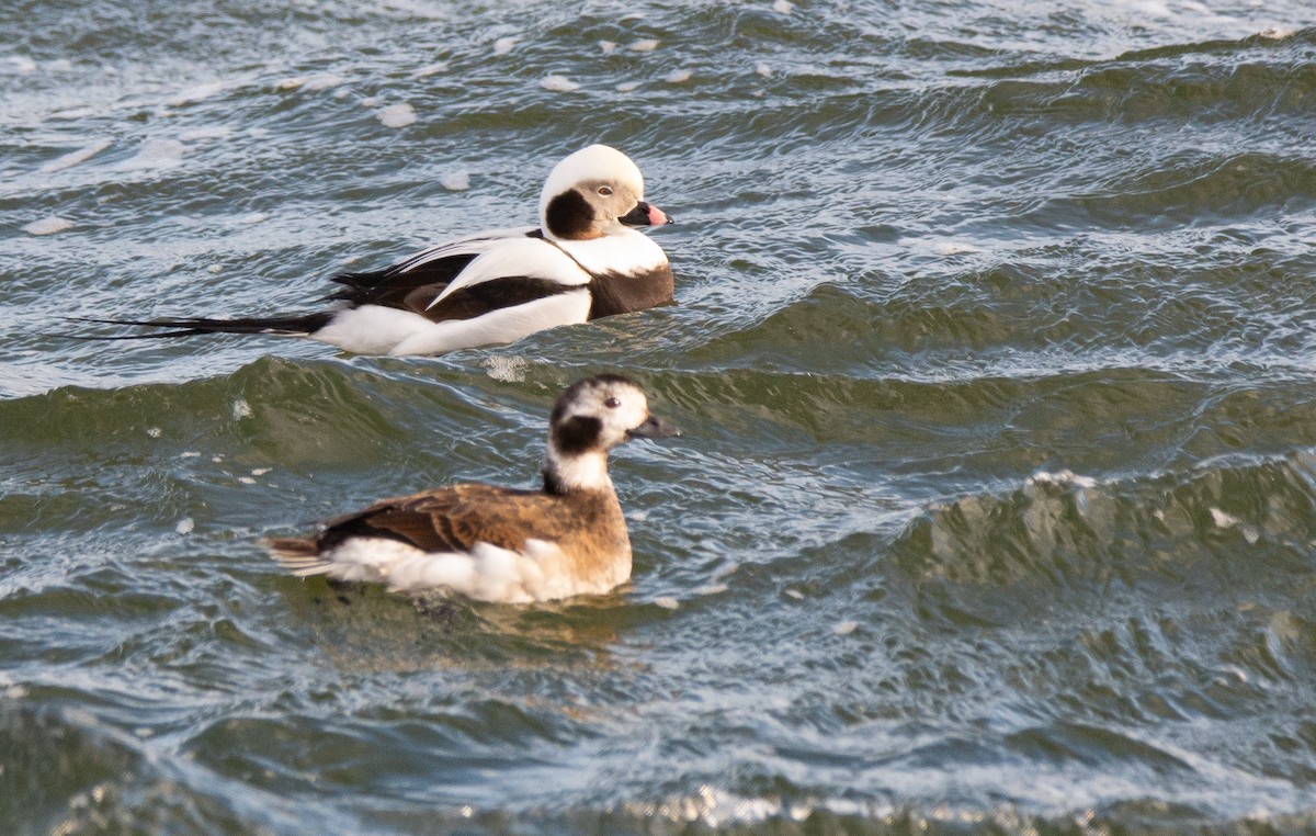 Long-tailed Duck - George Dunbar