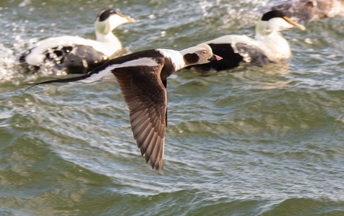 Long-tailed Duck - ML623632641