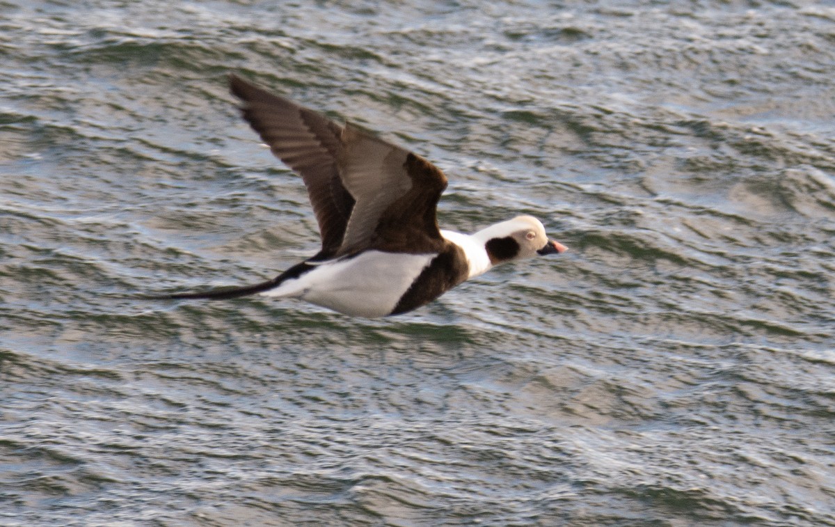 Long-tailed Duck - ML623632642