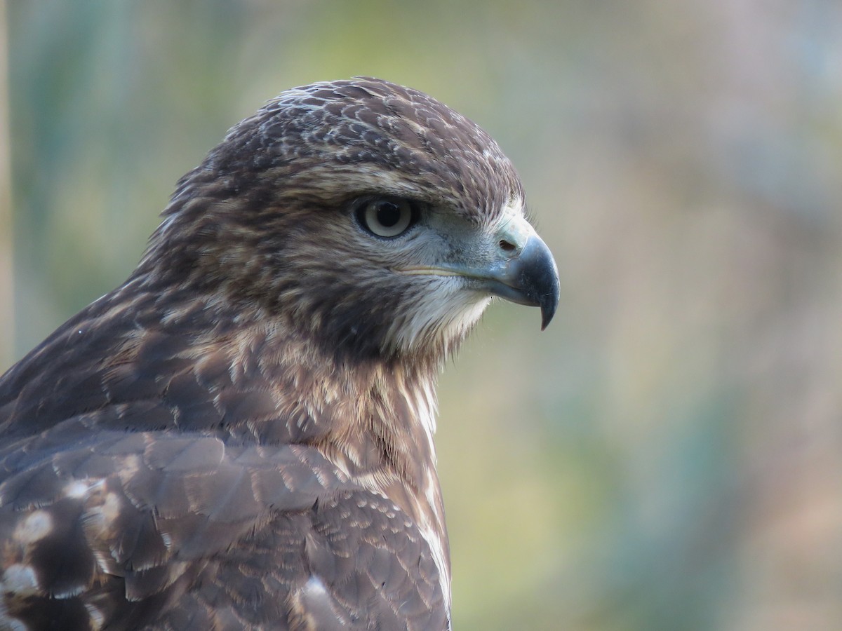 Red-tailed Hawk - ML623632644