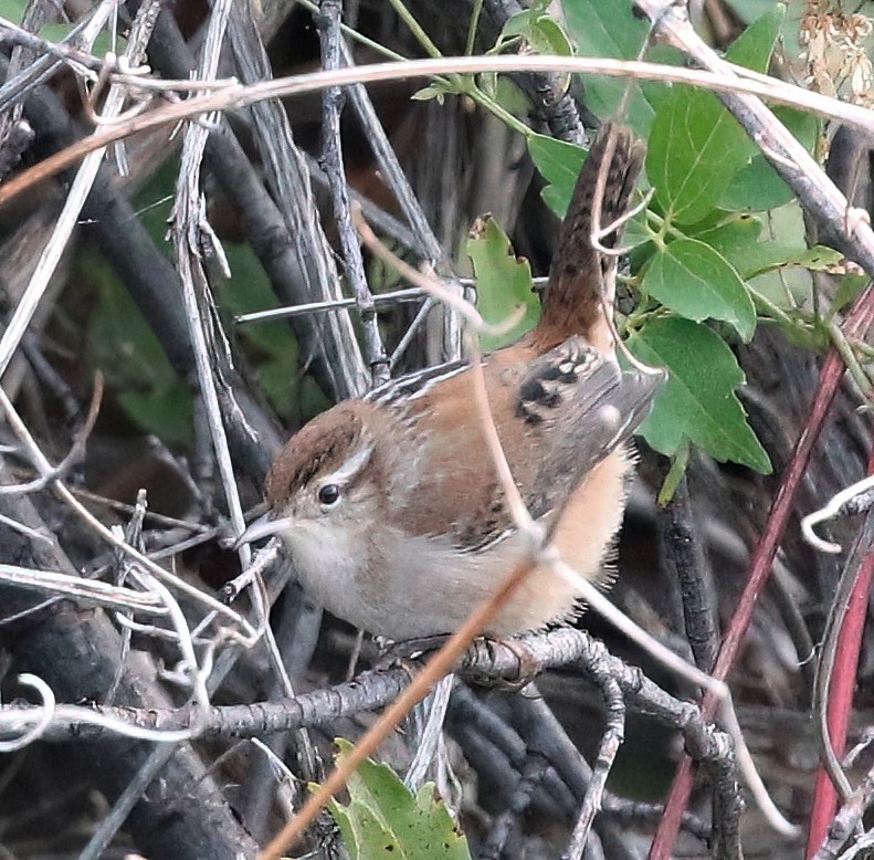 Marsh Wren - ML623632645