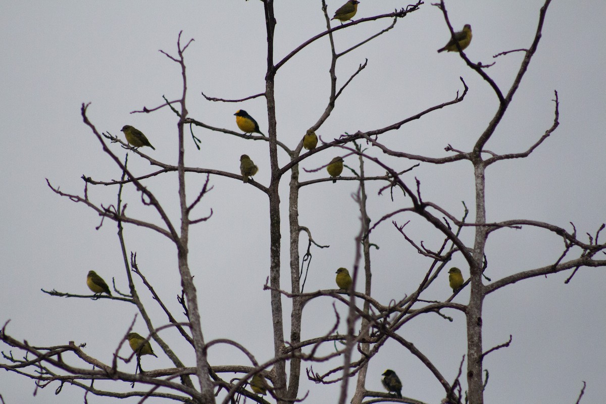 Trinidad Euphonia - ML623632648