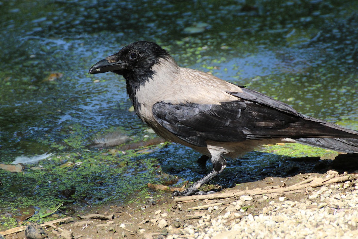 Hooded Crow - ML623632649