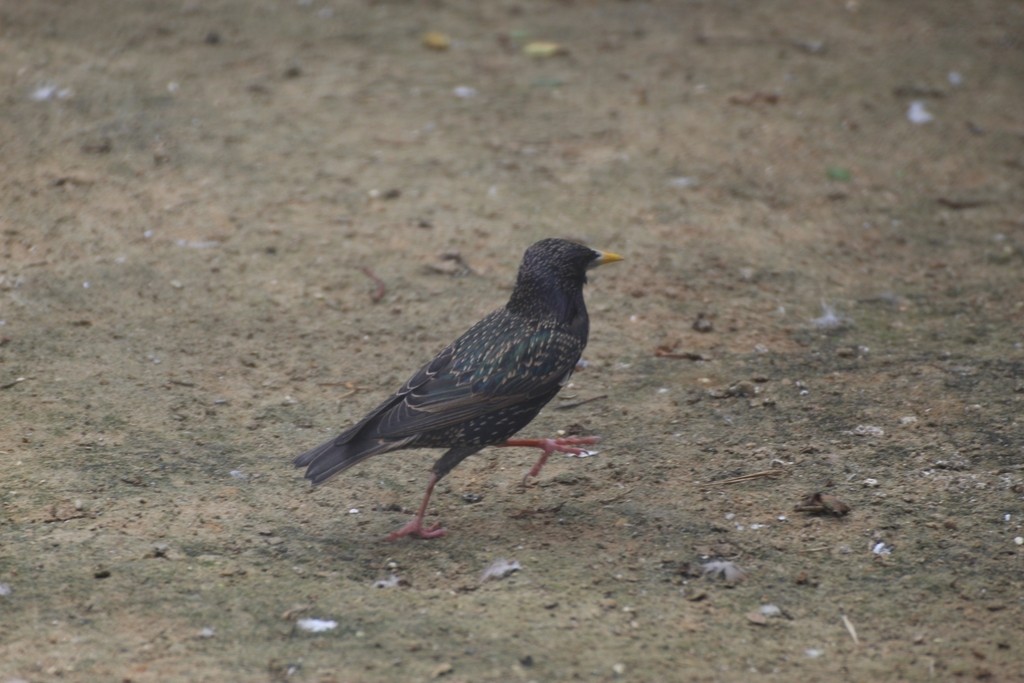 European Starling - ML623632650