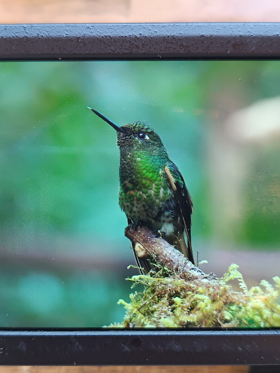 Buff-tailed Coronet - ML623632653