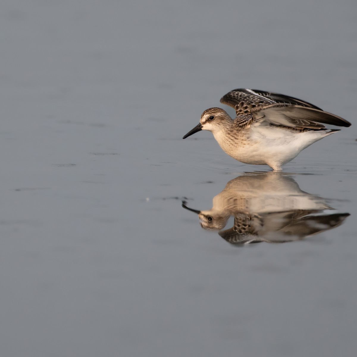 sandsnipe - ML623632713