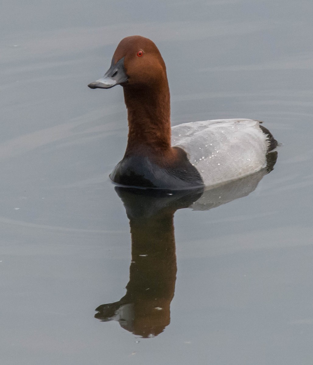 Common Pochard - ML623632725