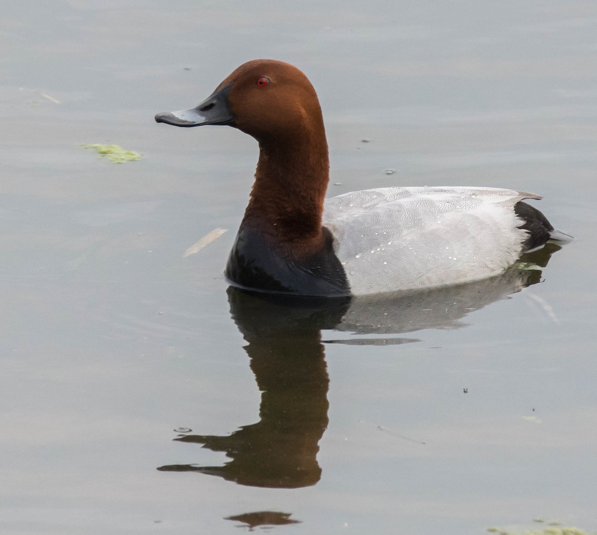 Common Pochard - ML623632726