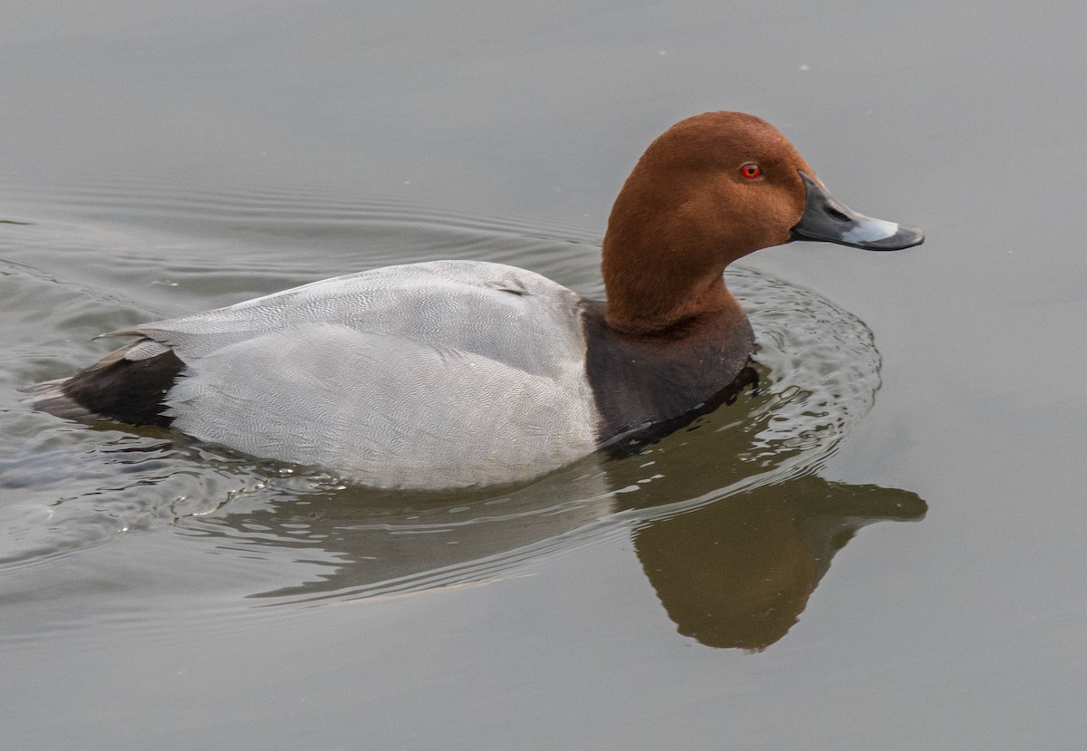 Common Pochard - ML623632727