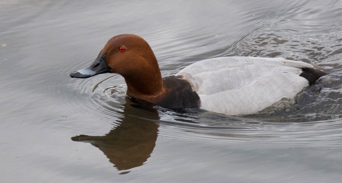 Common Pochard - ML623632728