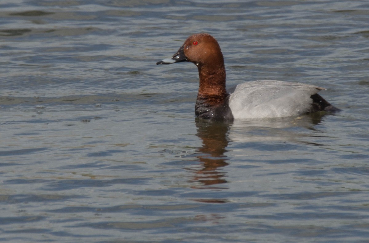 Common Pochard - ML623632729