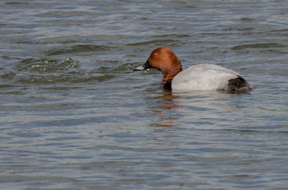 Common Pochard - ML623632730