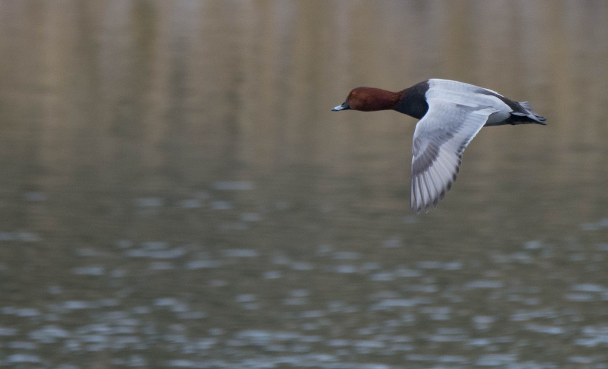 Common Pochard - ML623632731