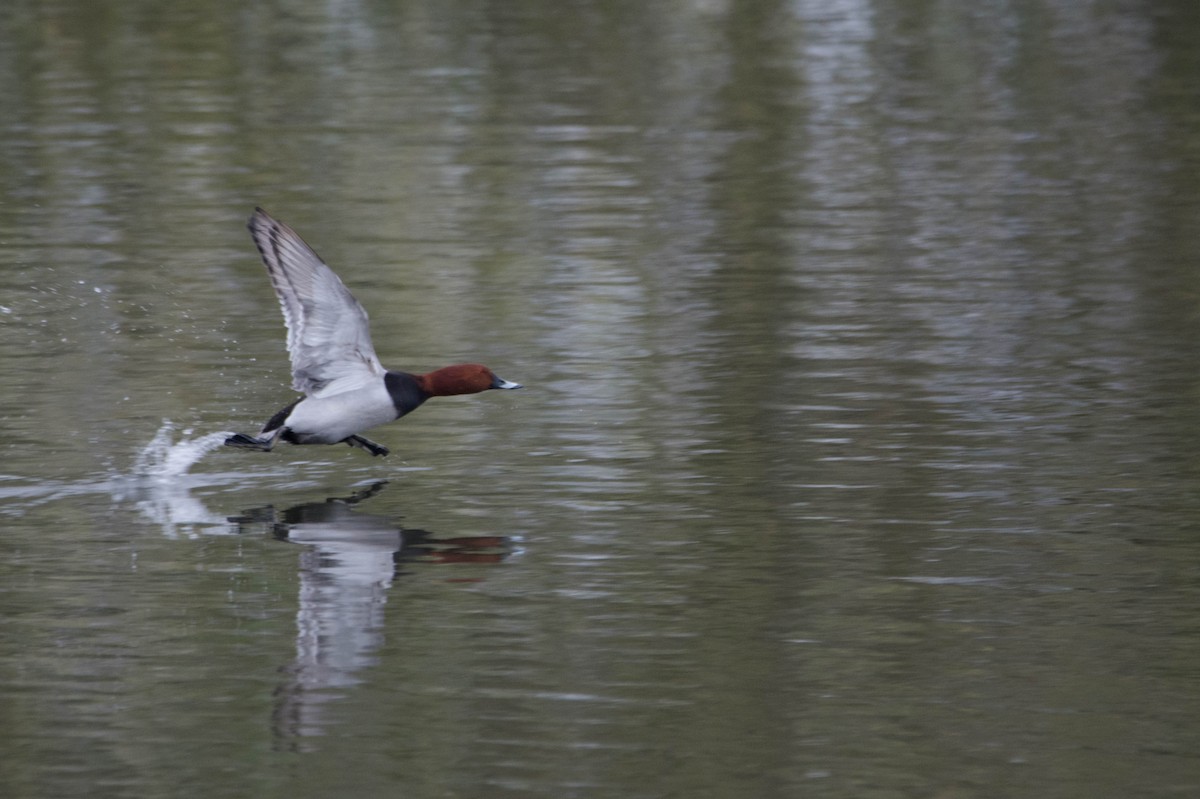 Common Pochard - ML623632732