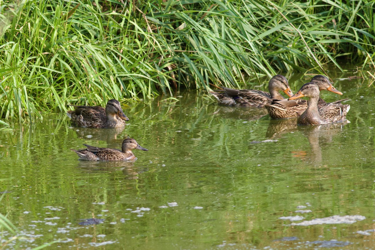 Green-winged Teal - George Forsyth