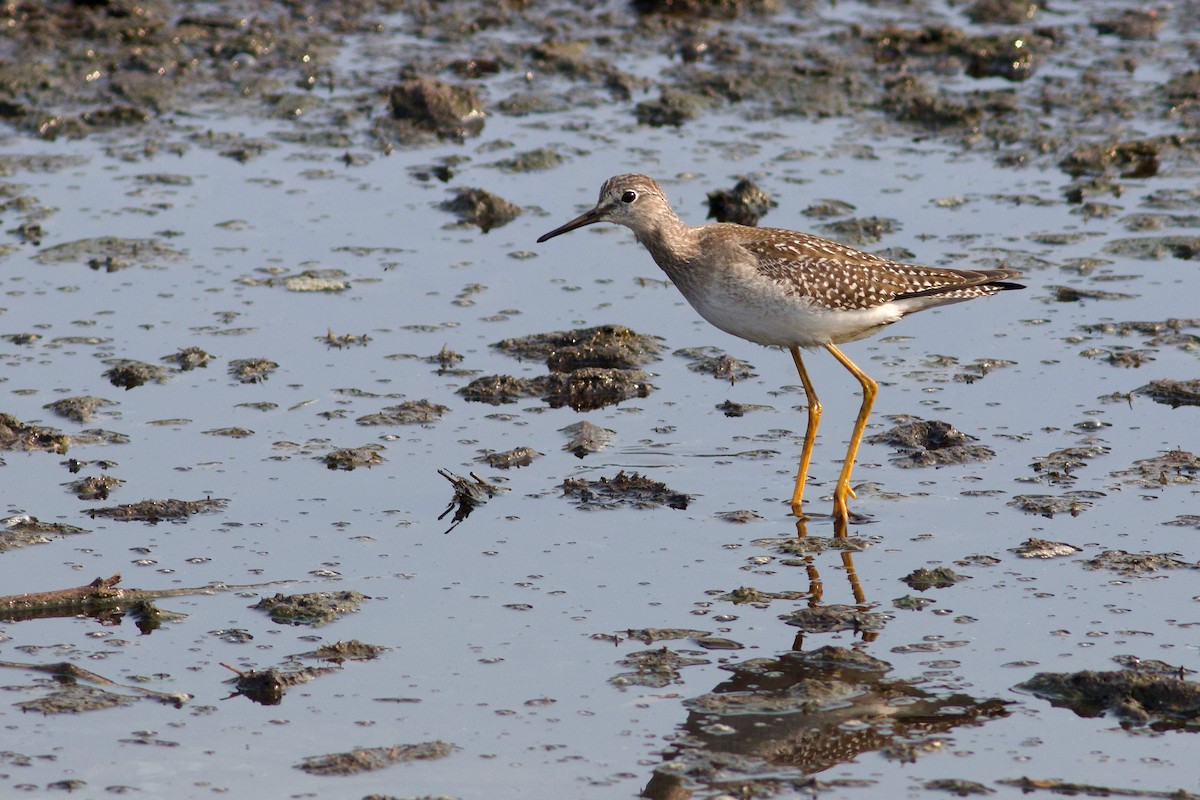 Lesser Yellowlegs - ML623632752