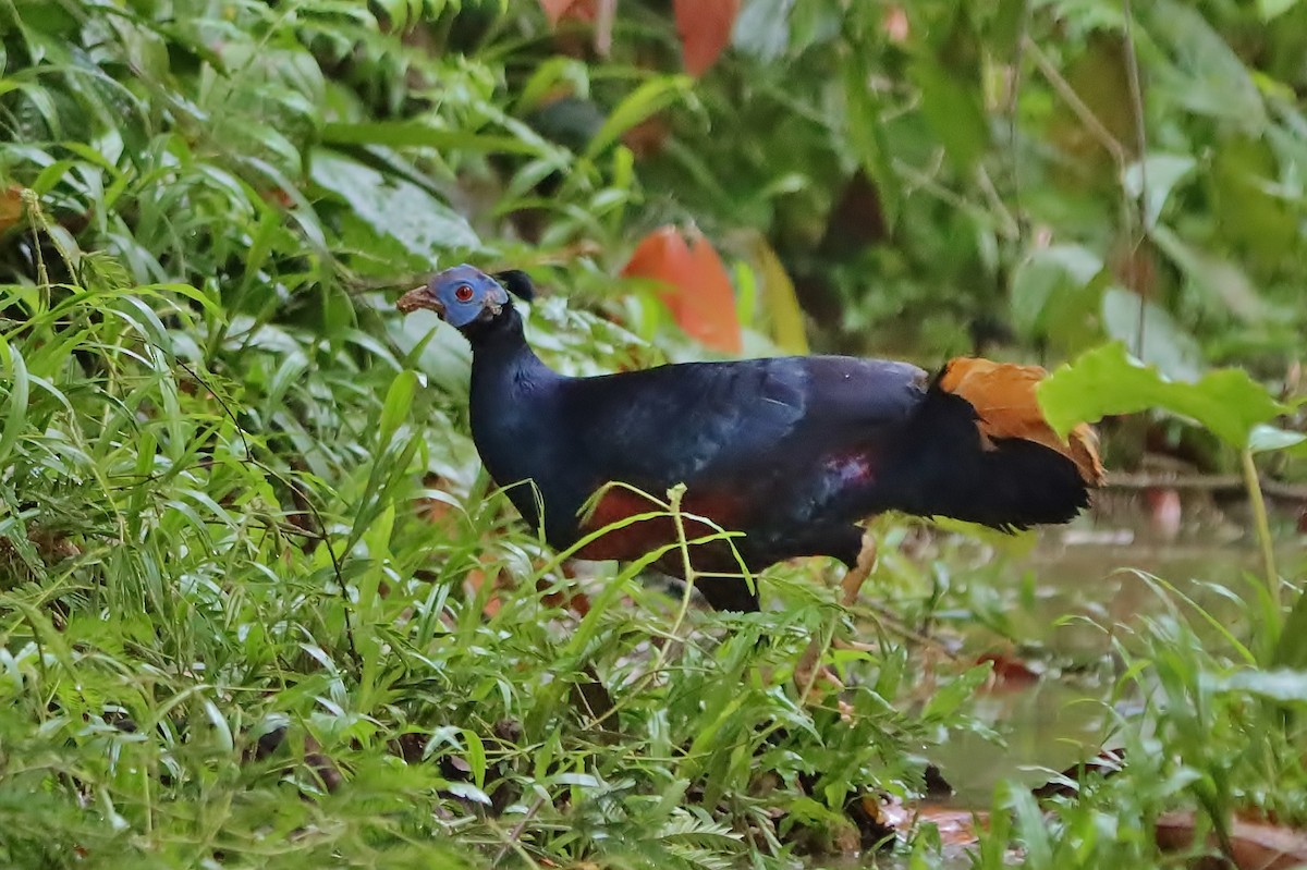 Bornean Crested Fireback - ML623632757