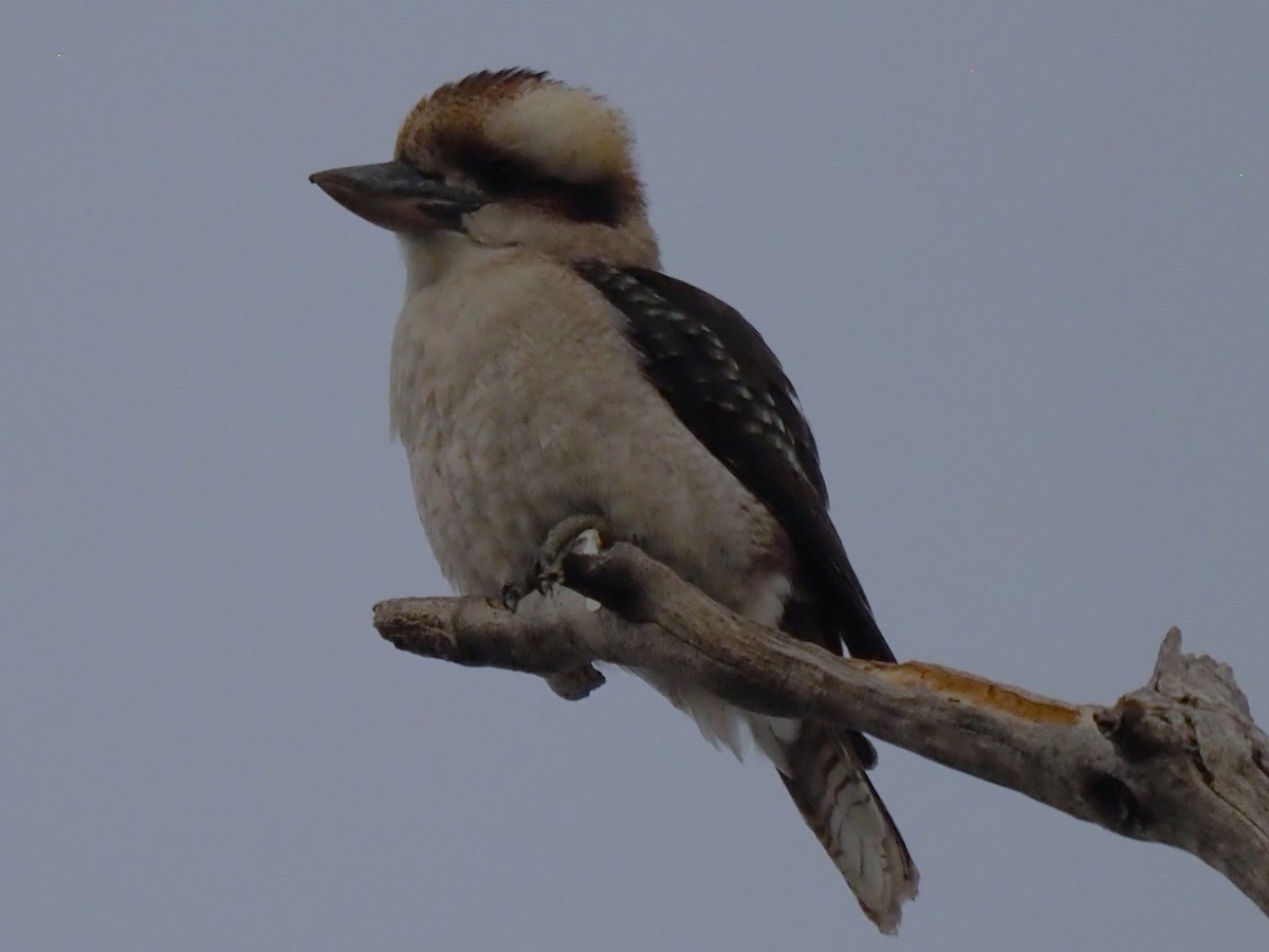 Laughing Kookaburra - ML623632761