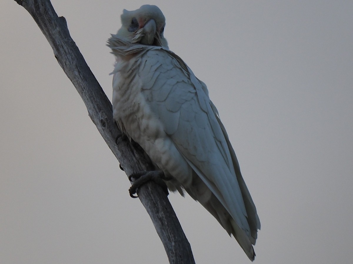 Cacatúa Sanguínea - ML623632766