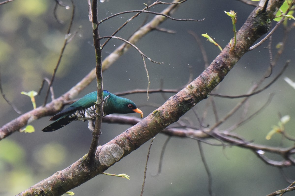 Asian Emerald Cuckoo - ML623632848