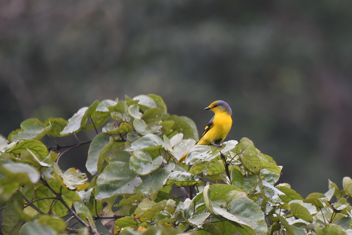 Scarlet Minivet - Aidan Place