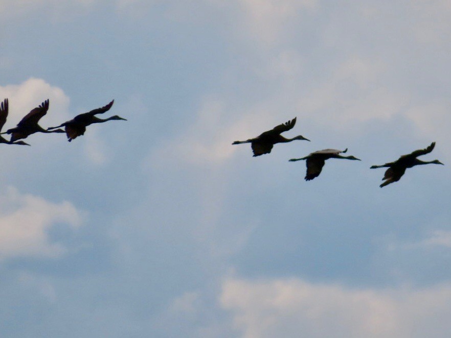 Sandhill Crane - ML623632855