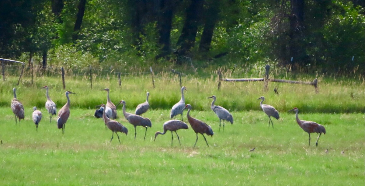 Sandhill Crane - ML623632856