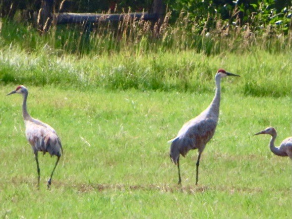 Sandhill Crane - ML623632857