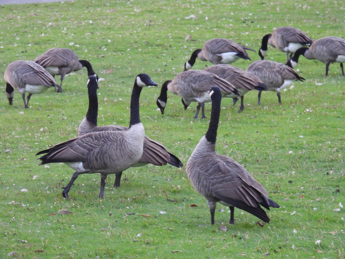 Canada Goose - Aarti Khale