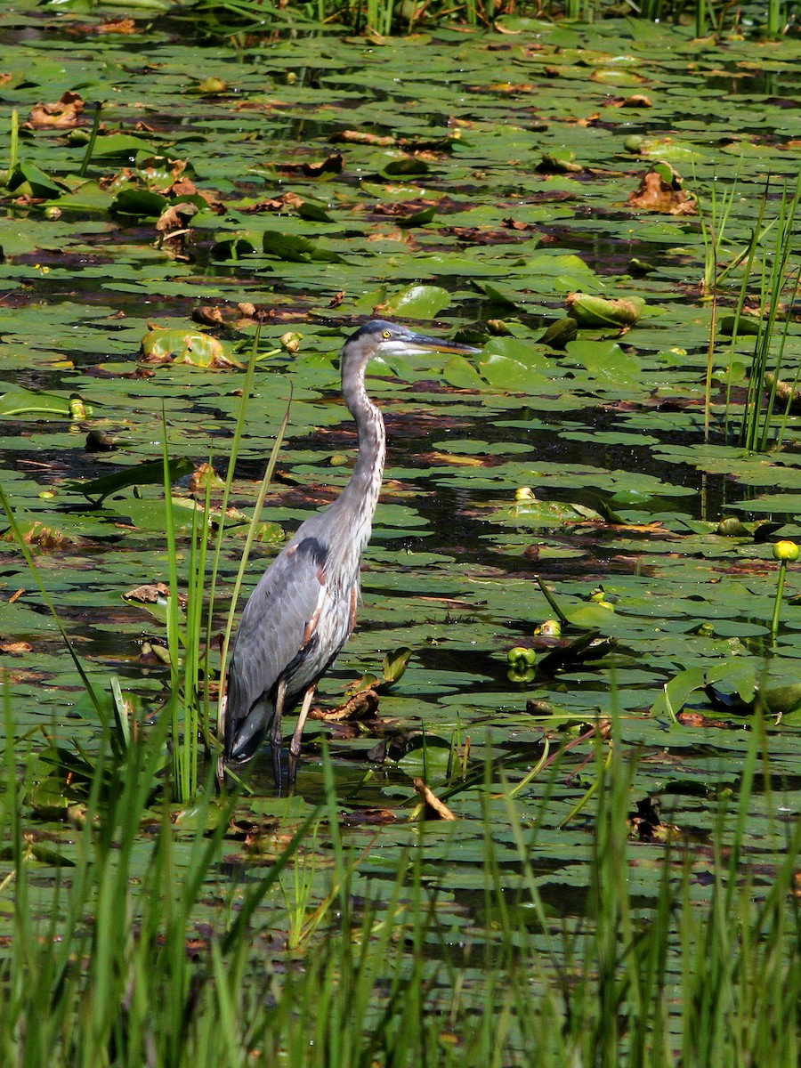 Great Blue Heron - ML623632892